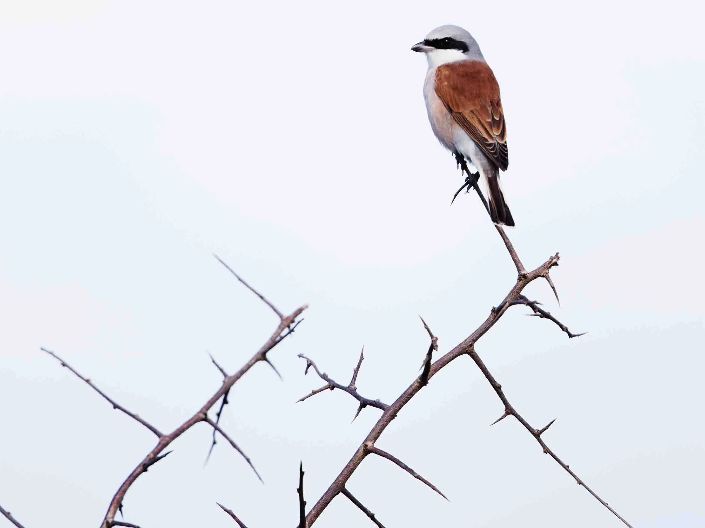 Red-backed Shrike-fine-art-photography-detail-jeremy-simons.jpg