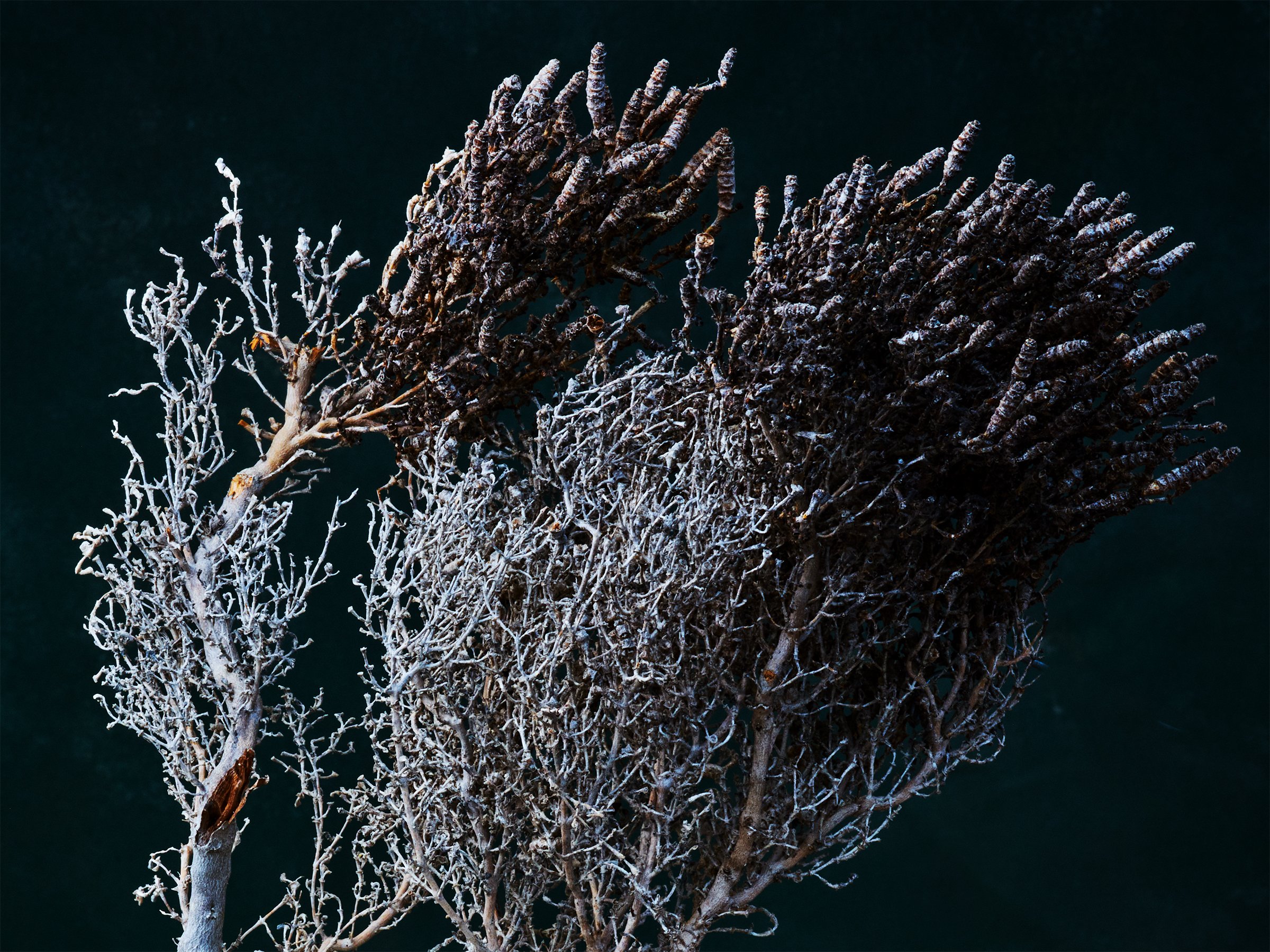 Fowlers-Bay-fine-art-photography-detail-jeremy-simons.jpg