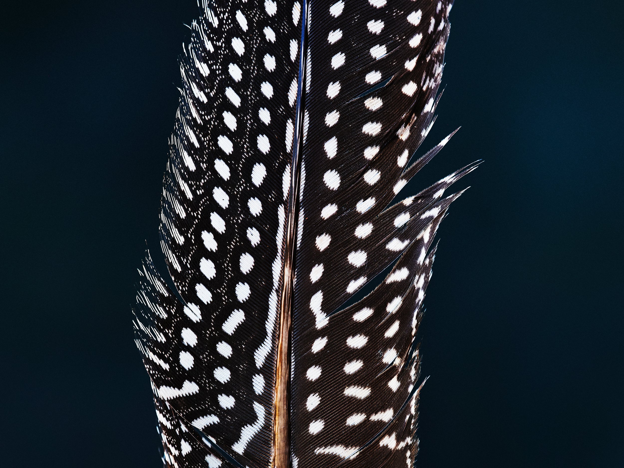 Feather-fine-art-photography-detail-jeremy-simons.jpg
