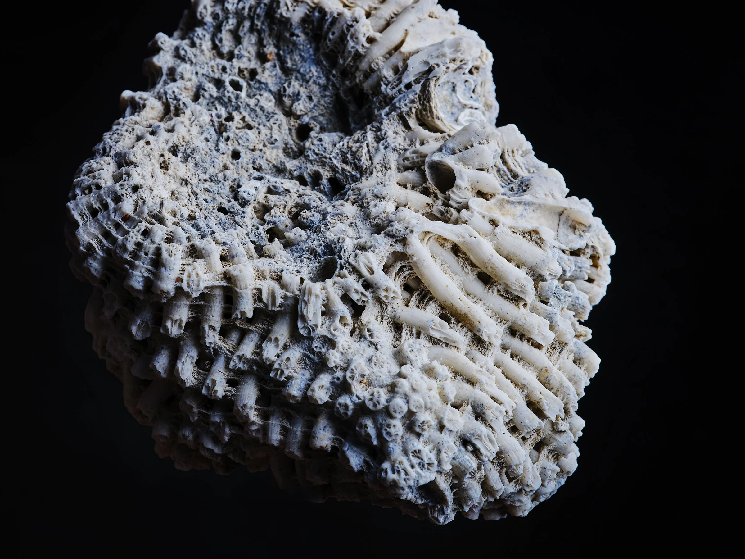 Coral-fine-art-photography-detail-jeremy-simons.jpg