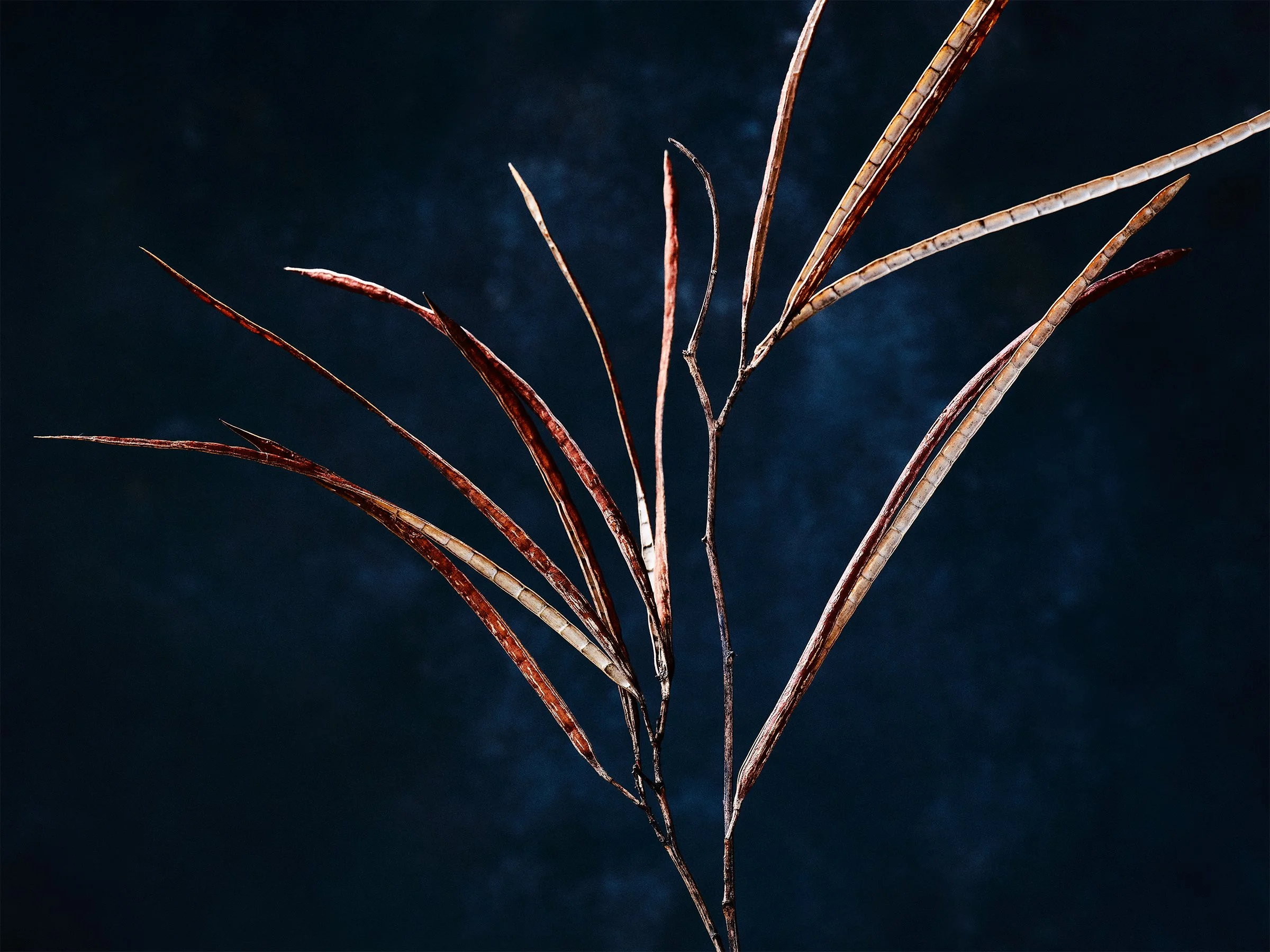 Seed-Pod-fine-art-photography-detail-jeremy-simons.jpg