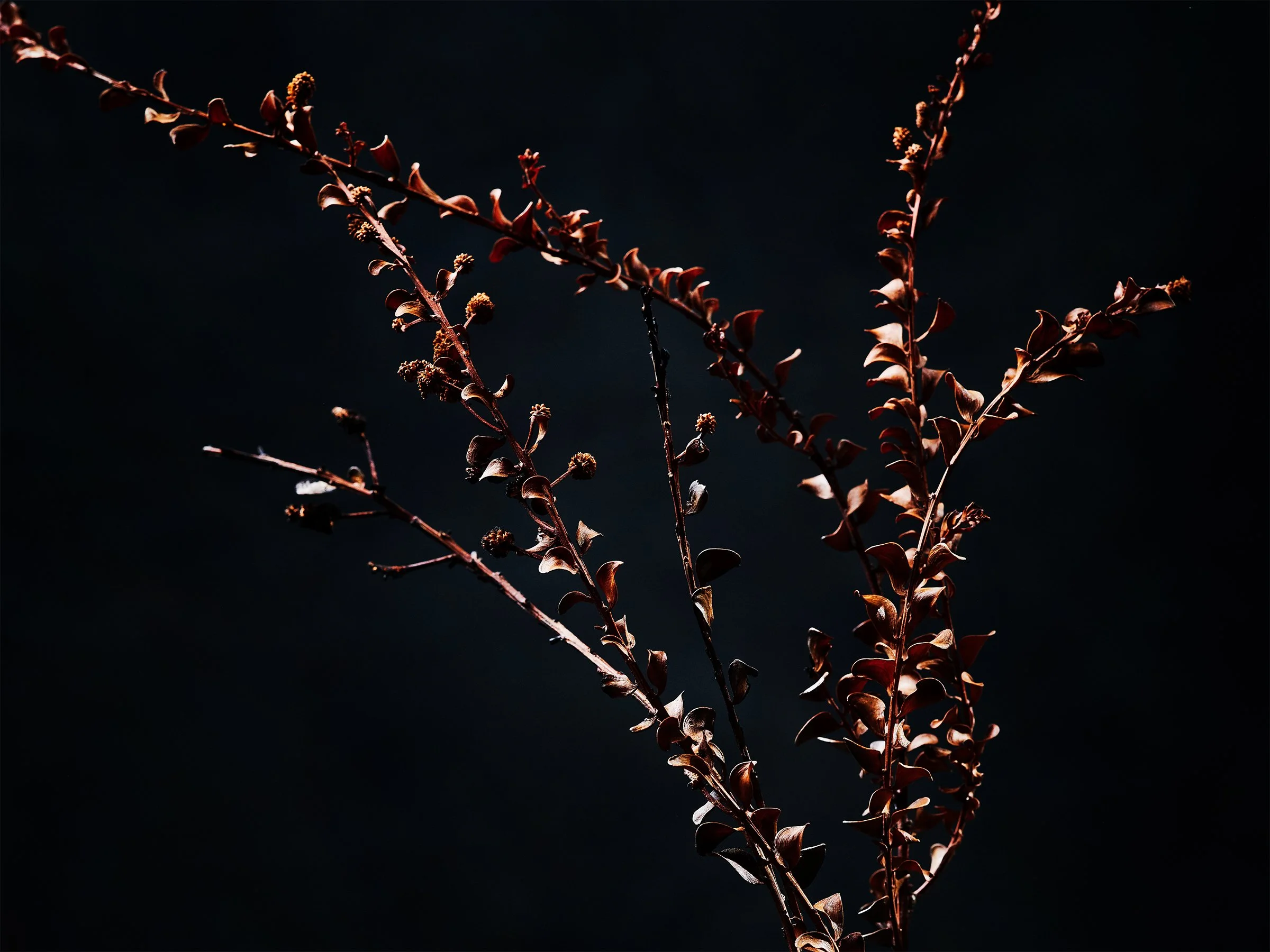 Branch-fine-art-photography-detail-jeremy-simons.jpg
