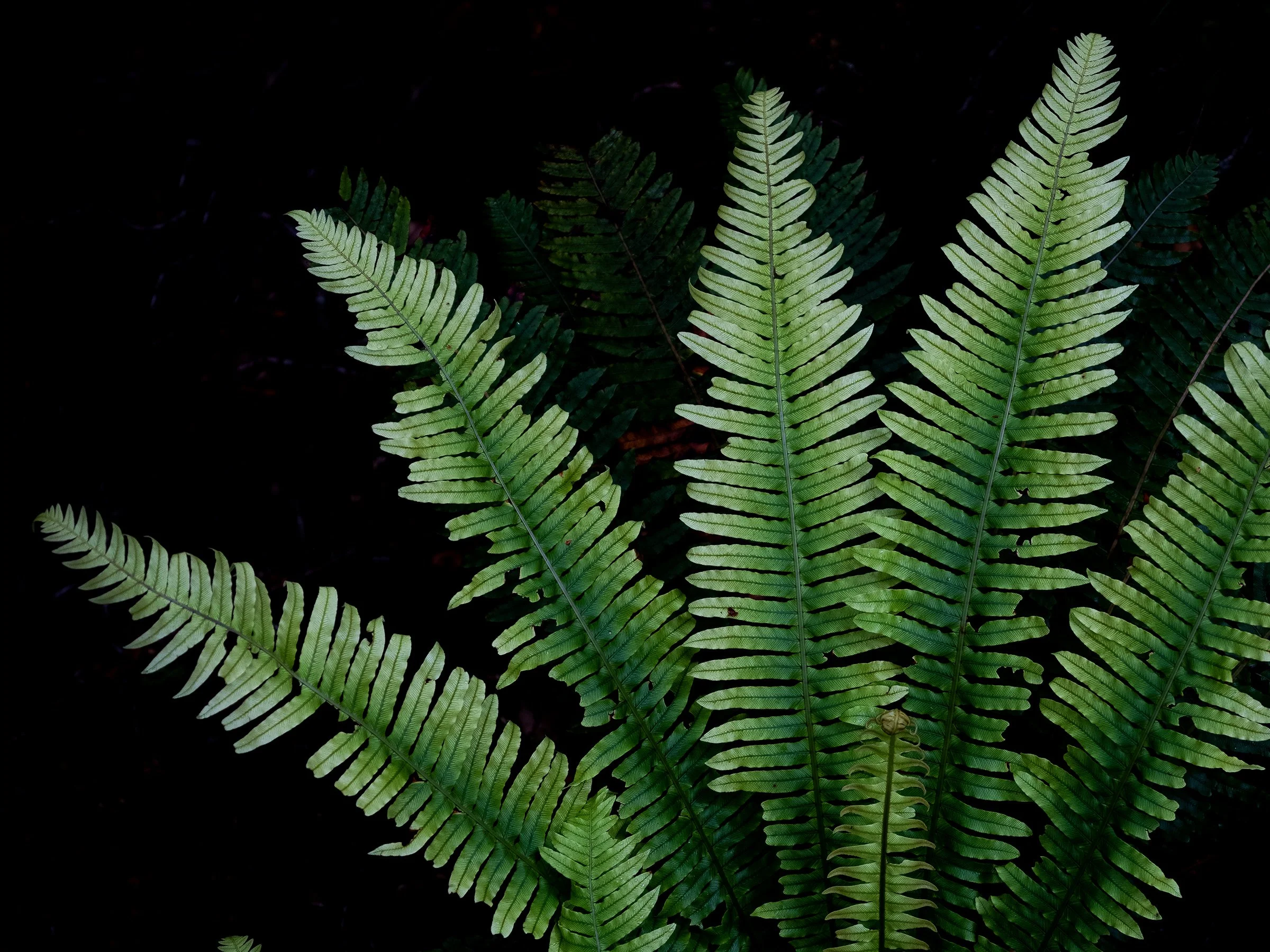 Fern-fine-art-photography-detail-jeremy-simons.jpg