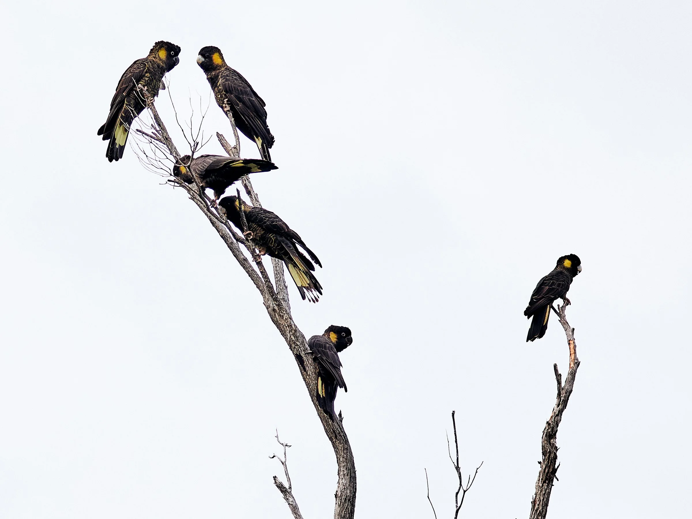 Yellowtailed BlackCockatoo-fine-art-photography-detail-jeremy-simons.jpg