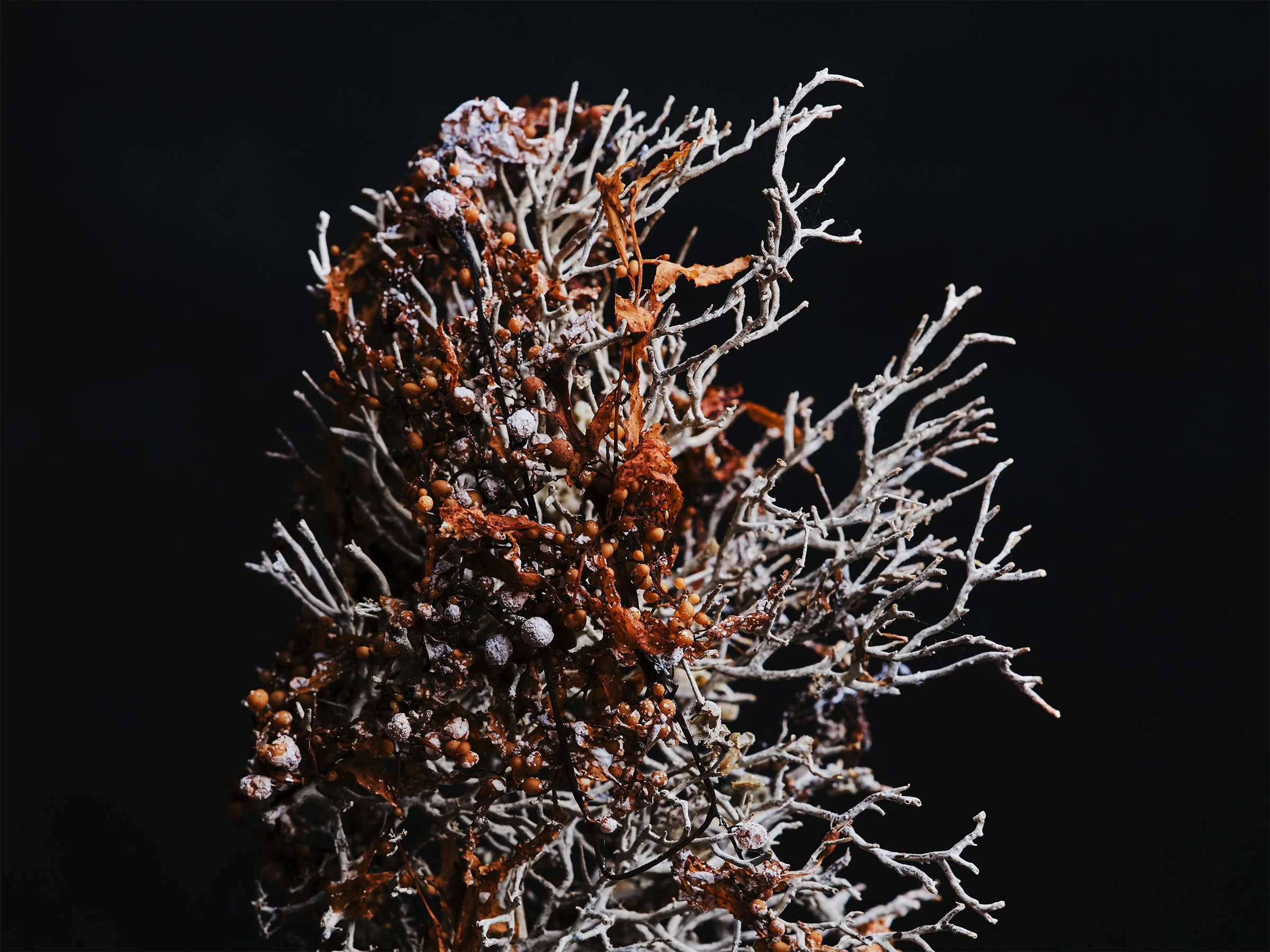 Coral-pod-fine-art-photography-detail-jeremy-simons.jpg