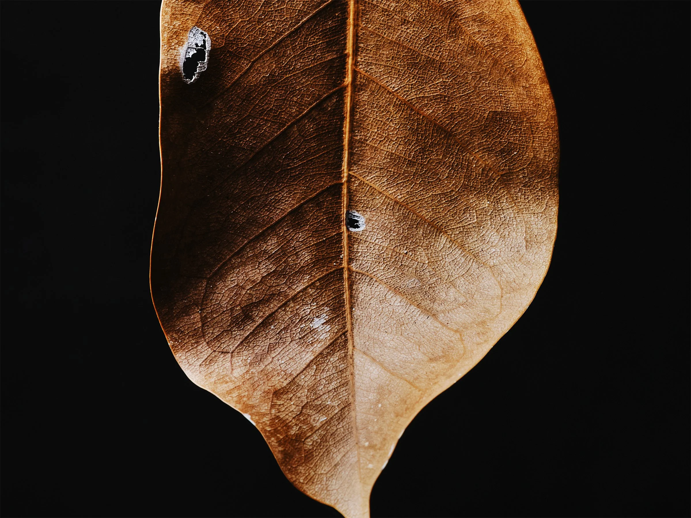 LEAF-fine-art-photography-detail-jeremy-simons.jpg