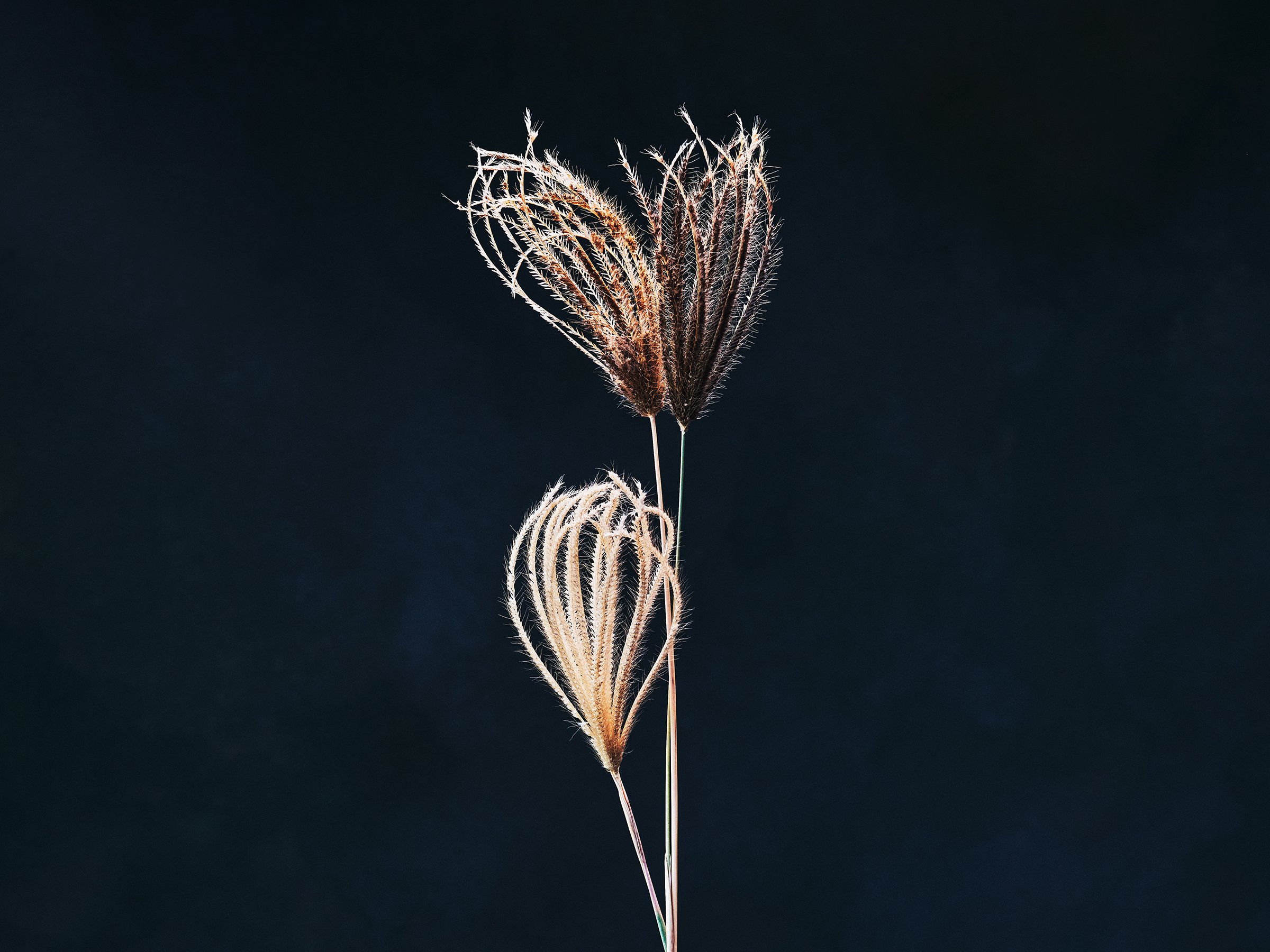 Grass-fine-art-photography-detail-jeremy-simons.jpg