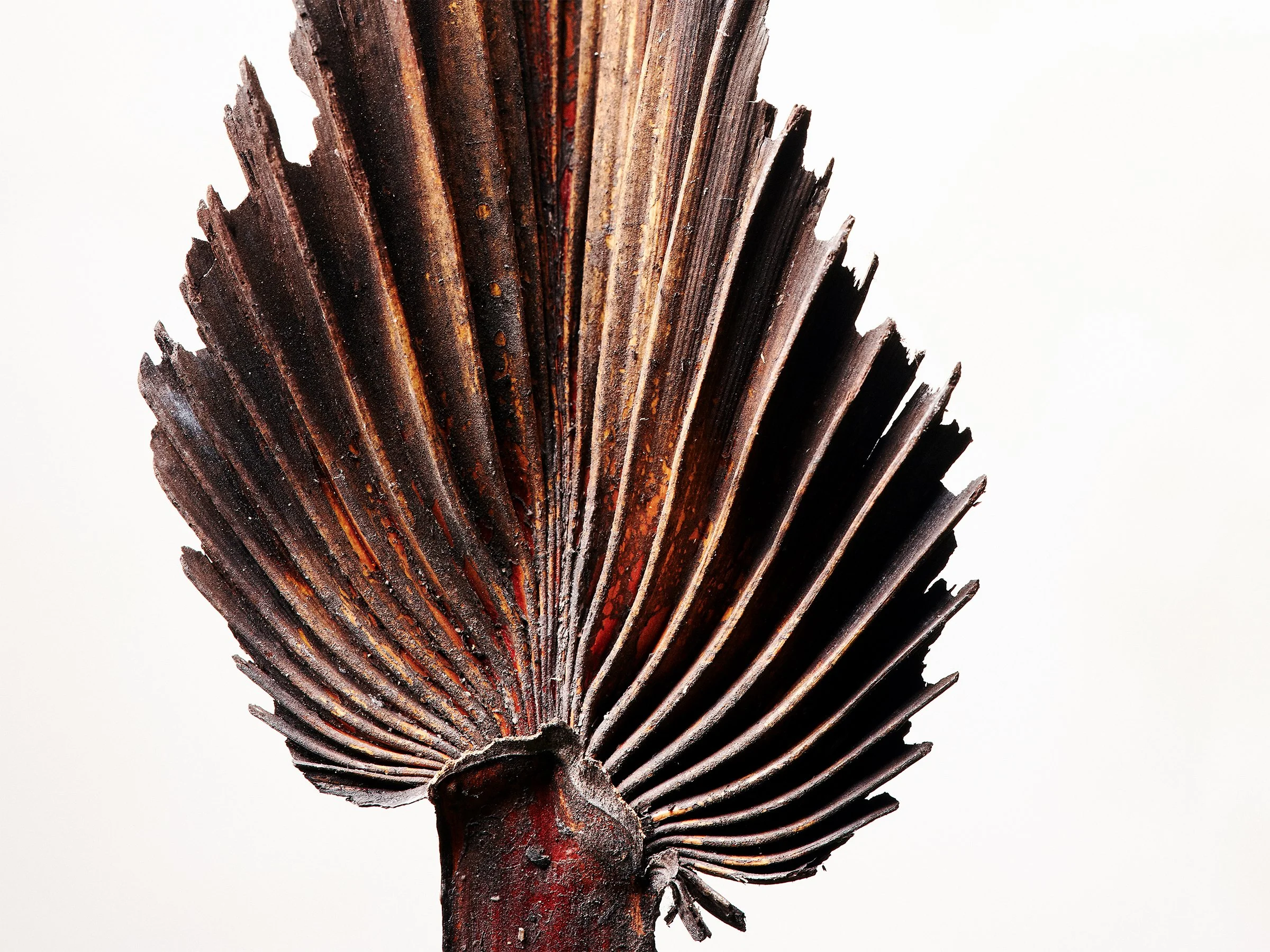 Wydam-Palm-fine-art-photography-detail-jeremy-simons.jpg