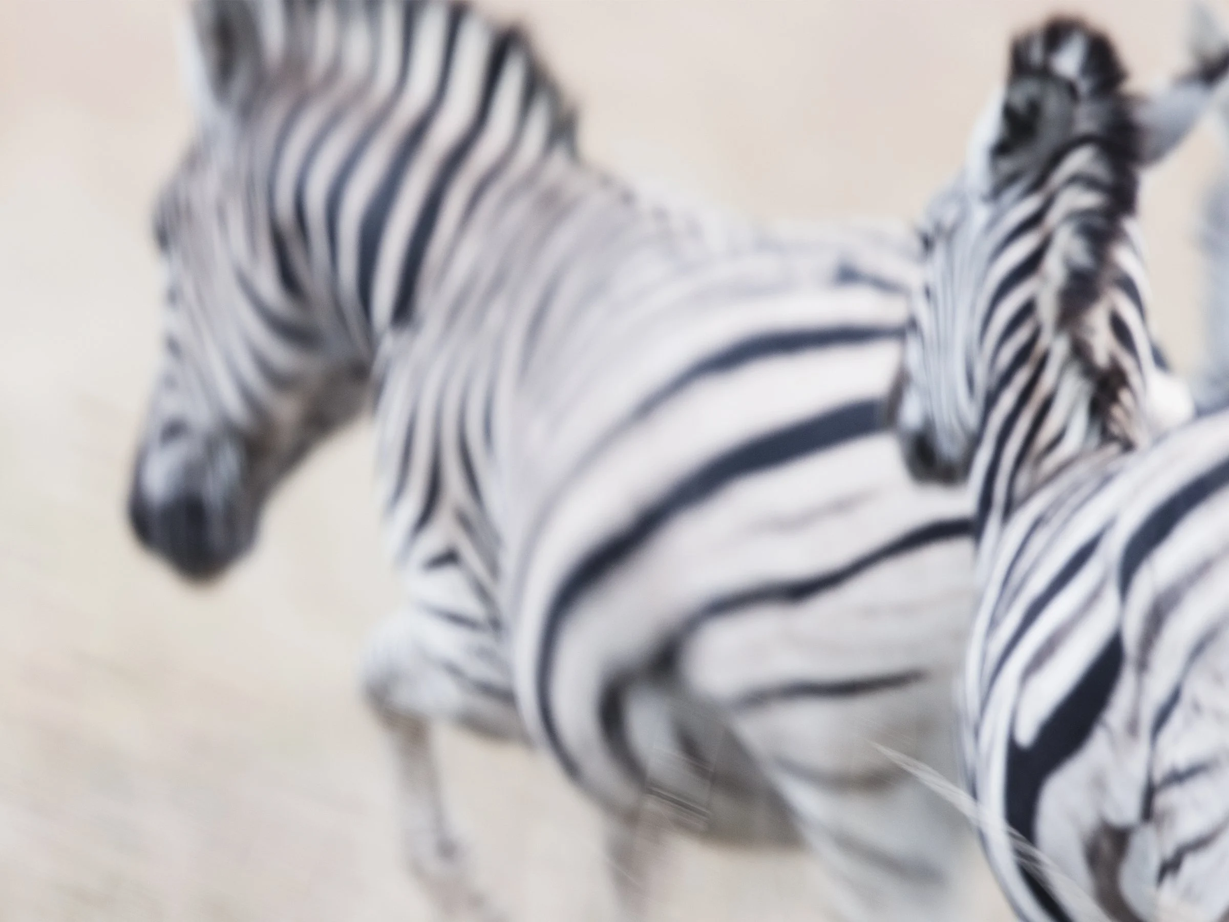 Zebra-fine-art-photography-detail-jeremy-simons.jpg