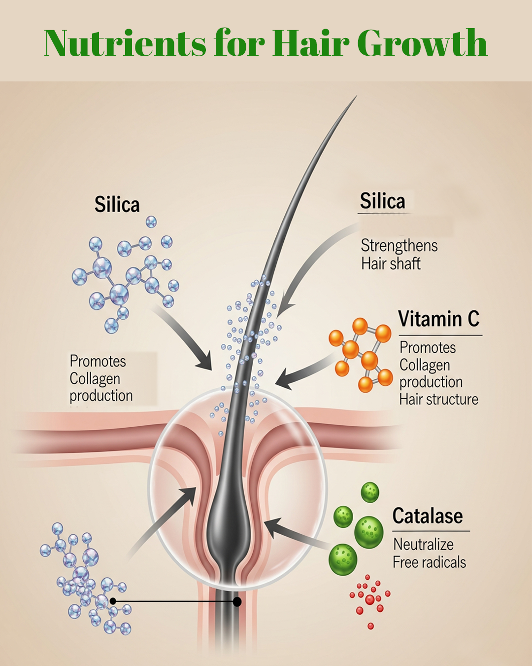 Nourish for Growth: Inner Health, Outer Shine