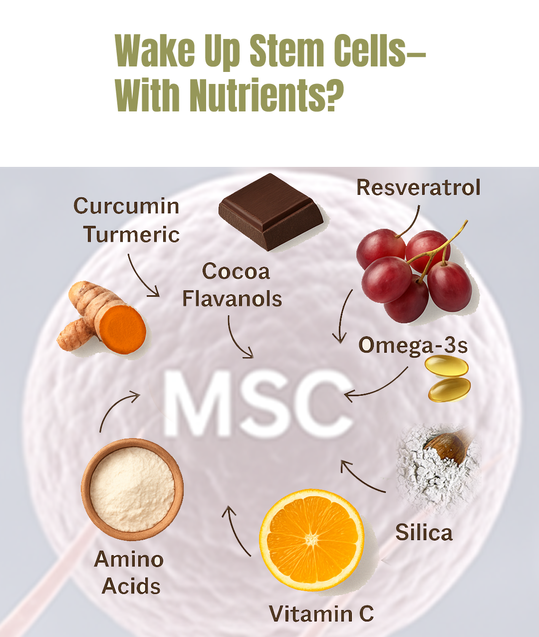 Fueling Stem Cell Power: The Role of Nutrients in Regeneration and Repair