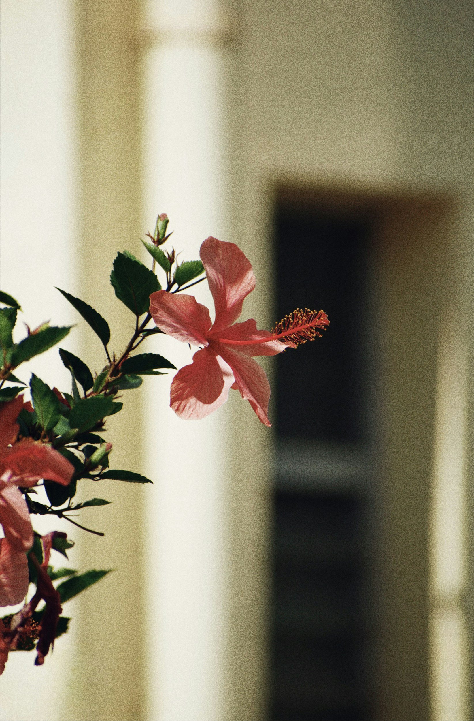 Close-up of a pink hibiscus flower with green leaves against a blurred background.