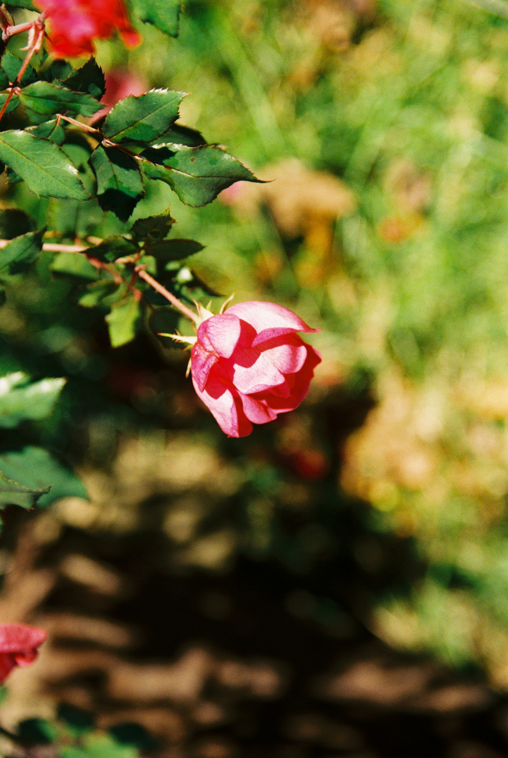 Close-up of a pink rosebud with green leaves on a bush, with a blurred background.