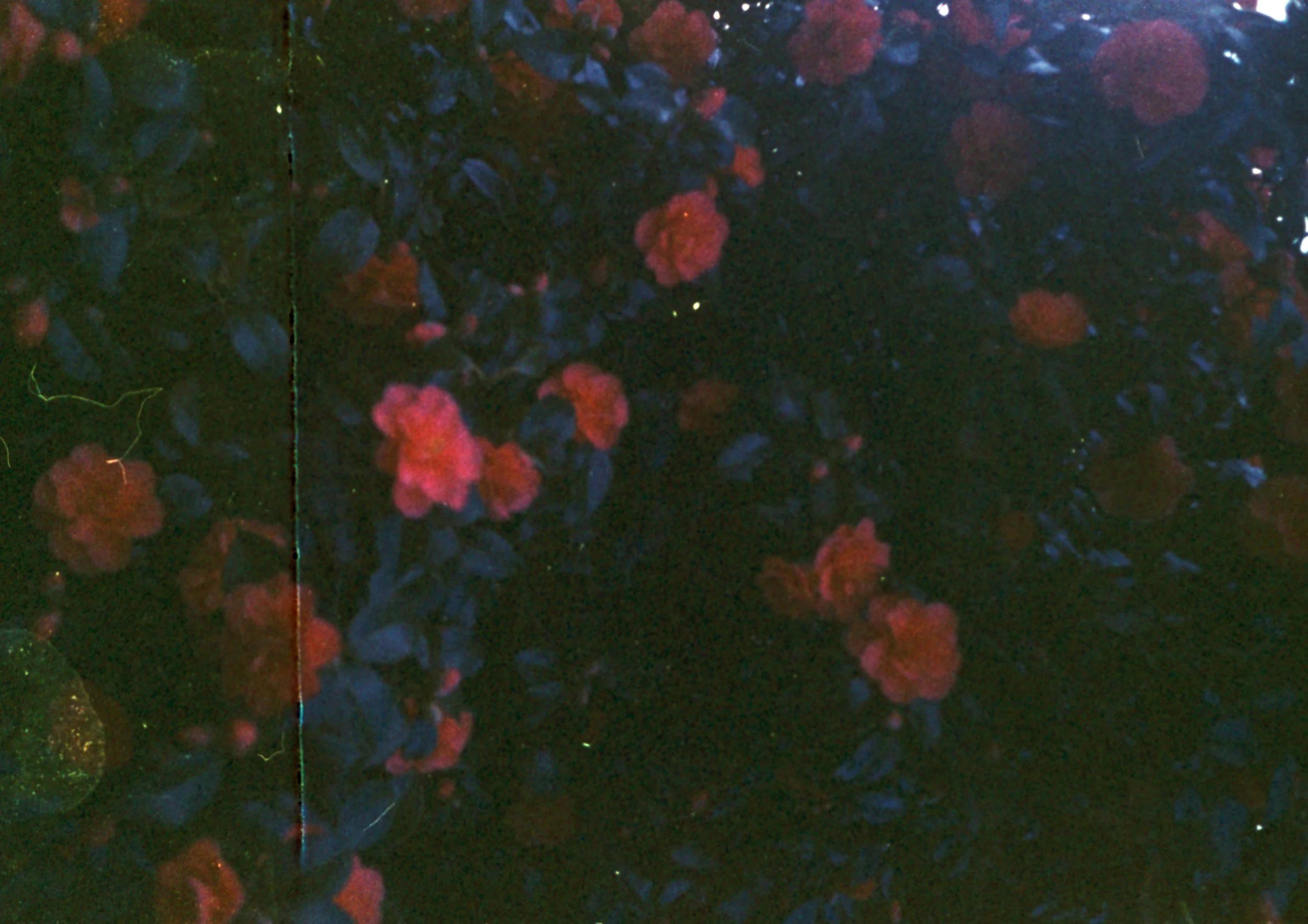 A blurred photo of a garden with red flowers and green foliage, taken at night with a dark background.