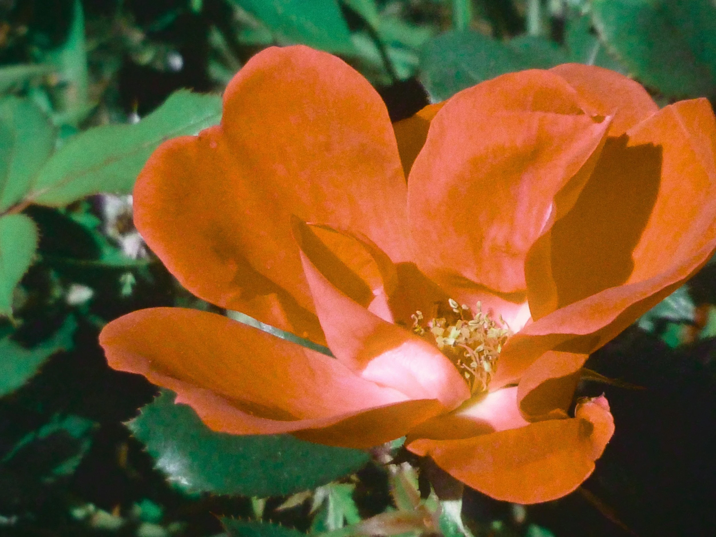 Close-up of orange flowers with green leaves in the background.