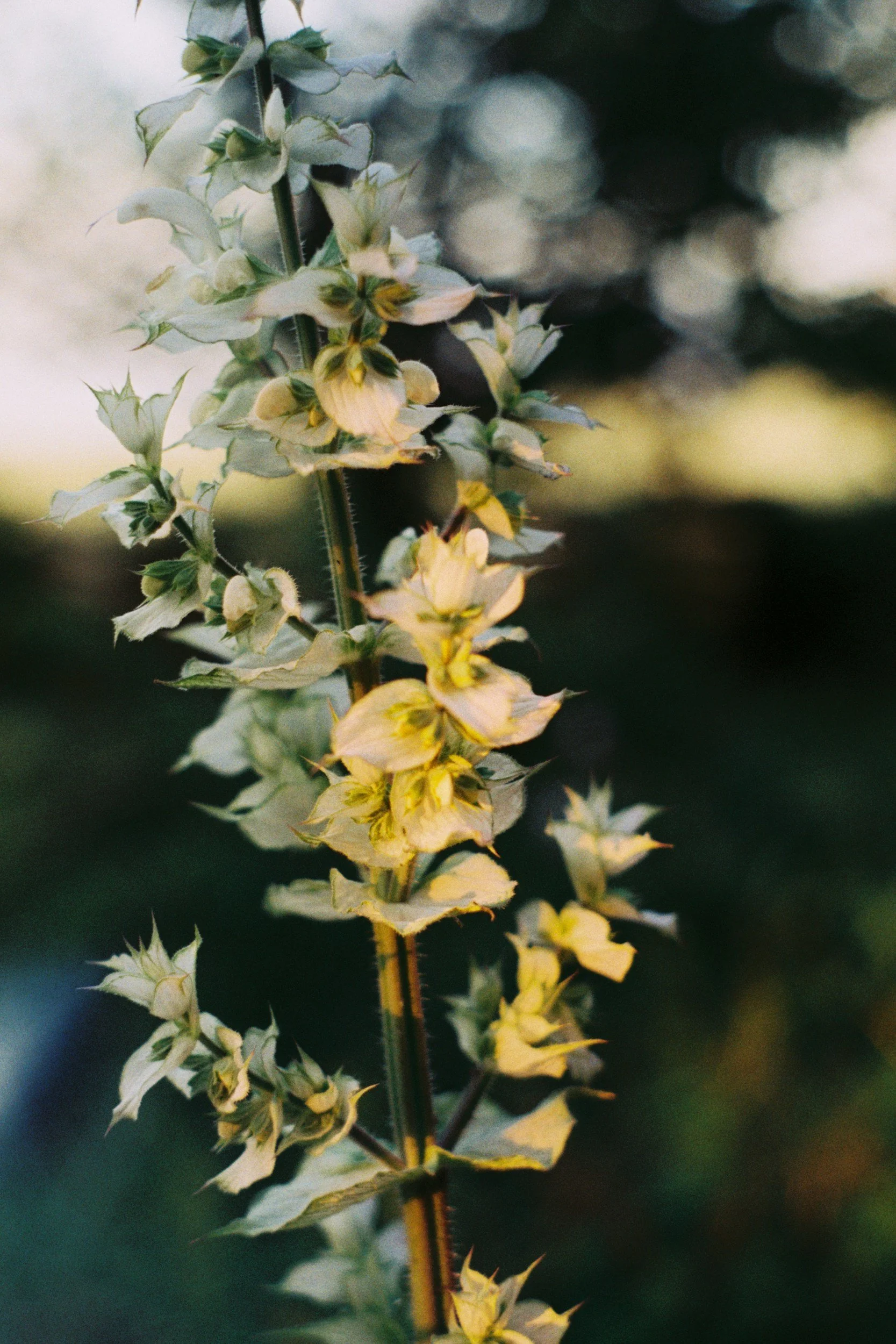 Close-up of a tall plant with light yellow flowers and spiky leaves. The background is blurred with shades of dark green and light, possibly indicating a garden or natural setting during dusk or dawn.