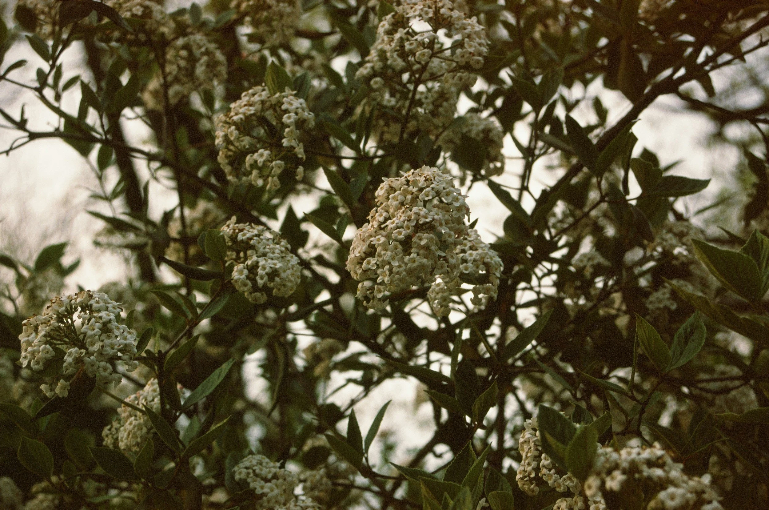 Close-up of white flowering shrubs with dark green leaves.