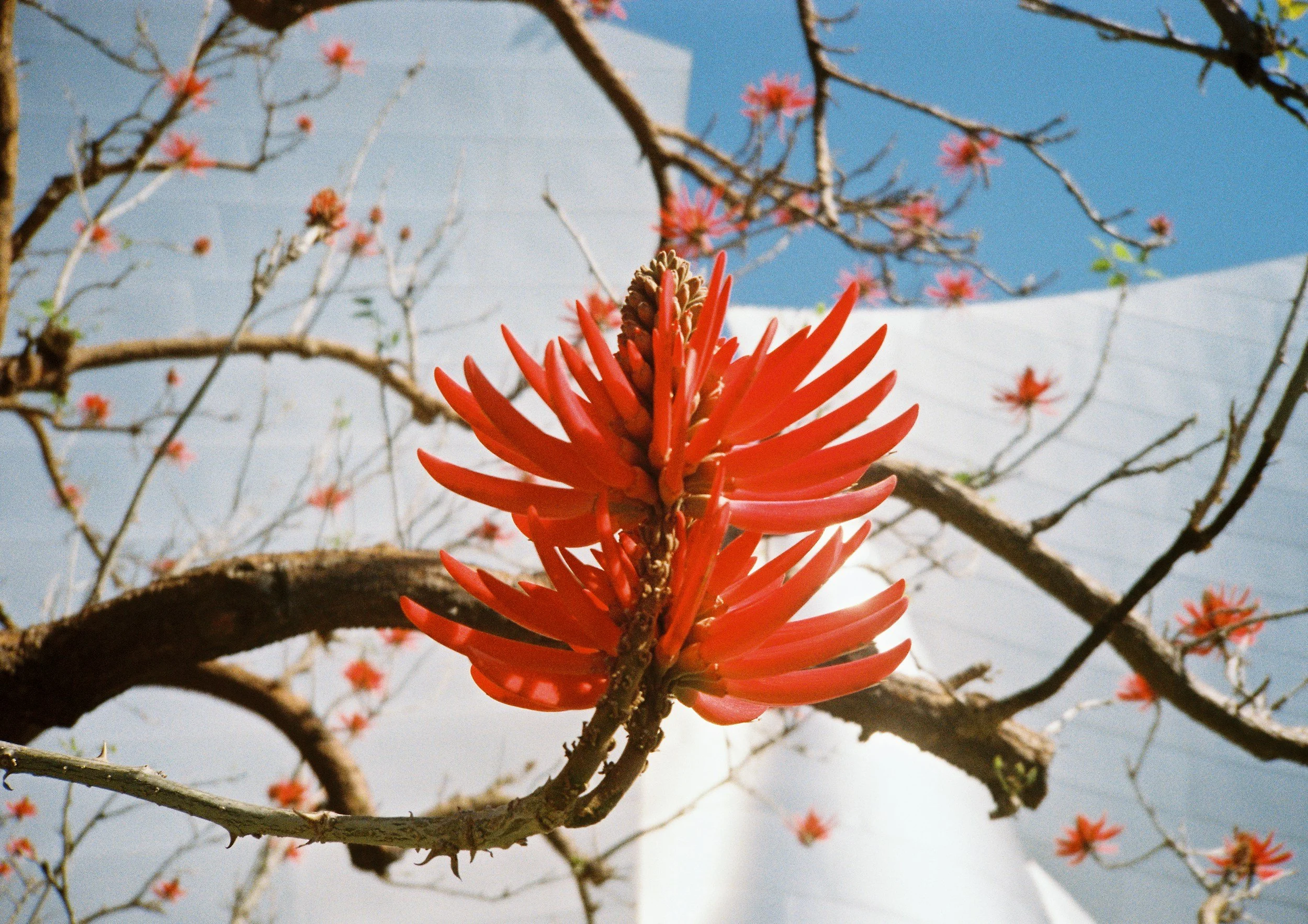 Close-up of a vibrant red flower blooming on a tree with brown branches and pink flowers in the background, against a blue sky.