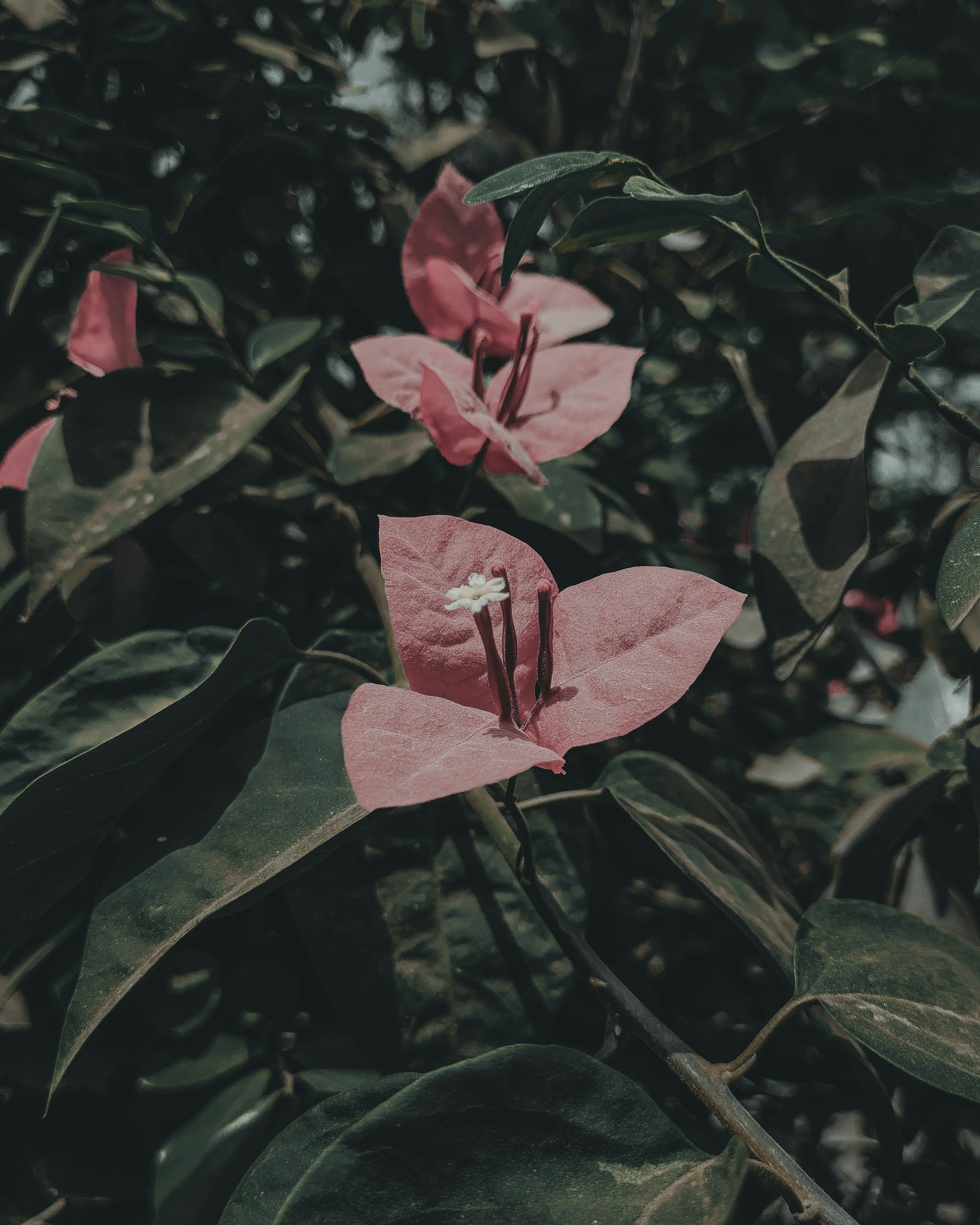 Close-up of pink bougainvillea flowers surrounded by dark green leaves.