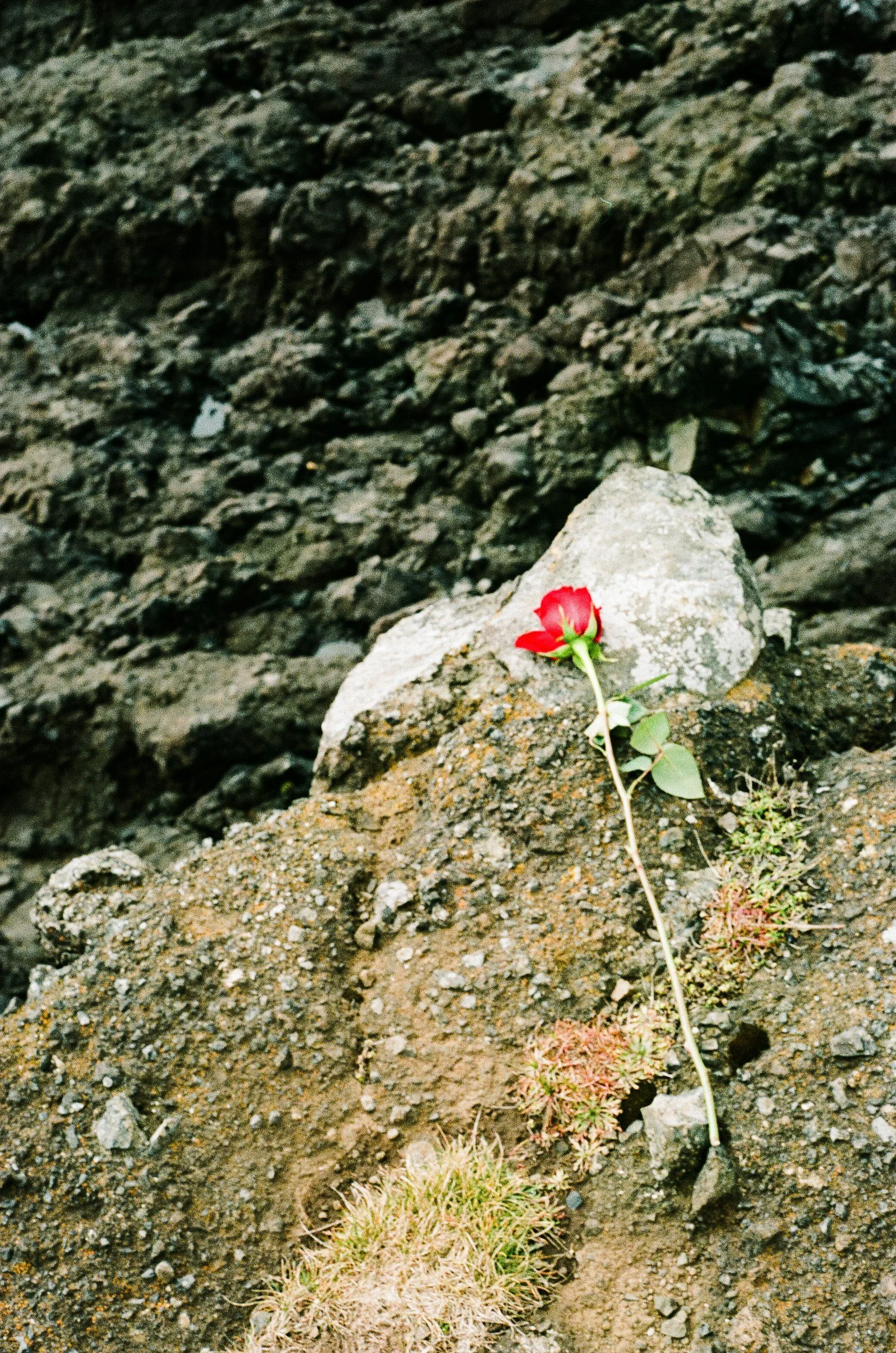 A single red flower on a green stem with leaves growing among rocks and dirt on a rugged, uneven ground surface.