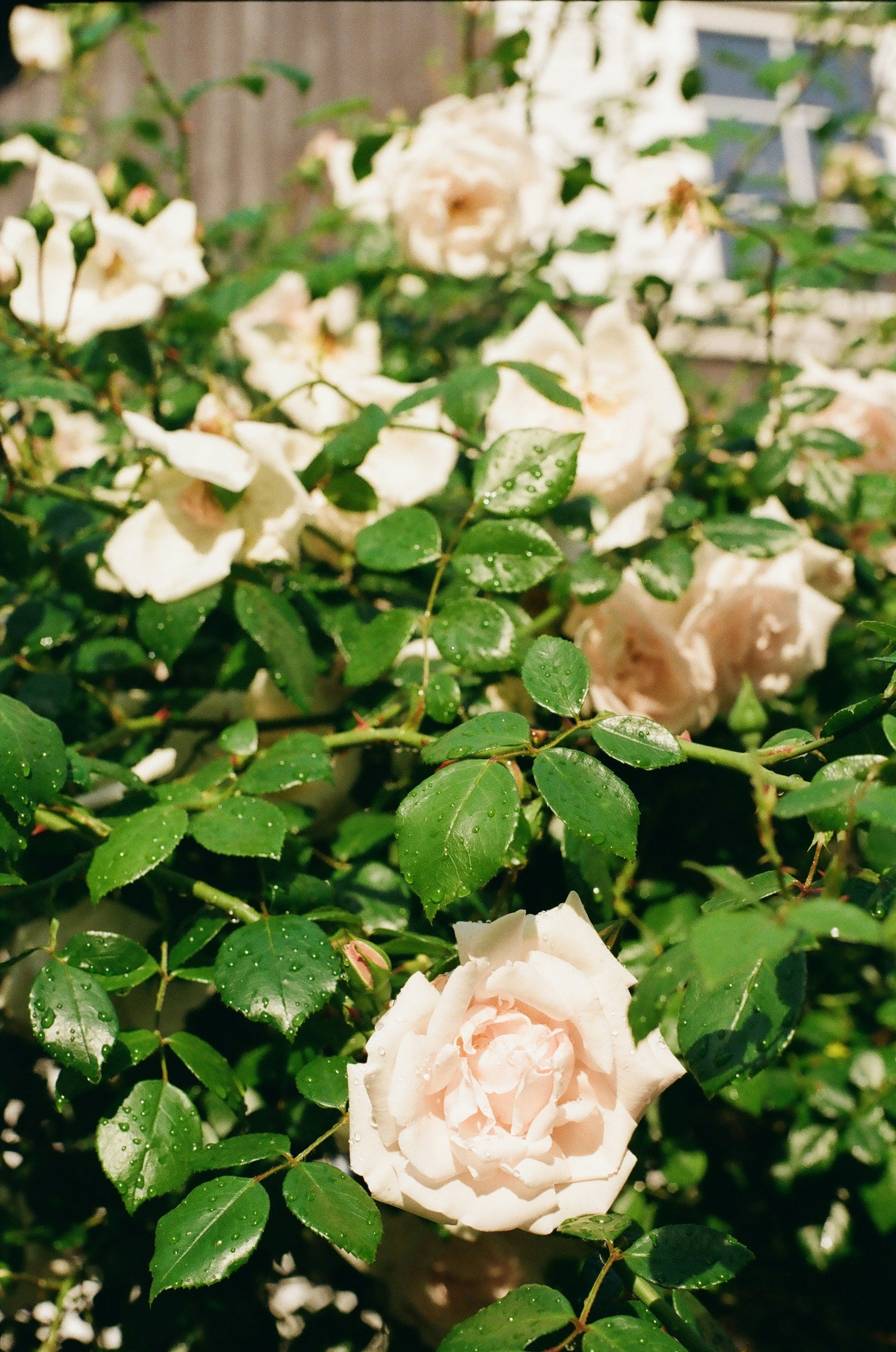 A garden scene with a large pale pink rose flower amidst green leaves with water droplets, some white roses in the background.