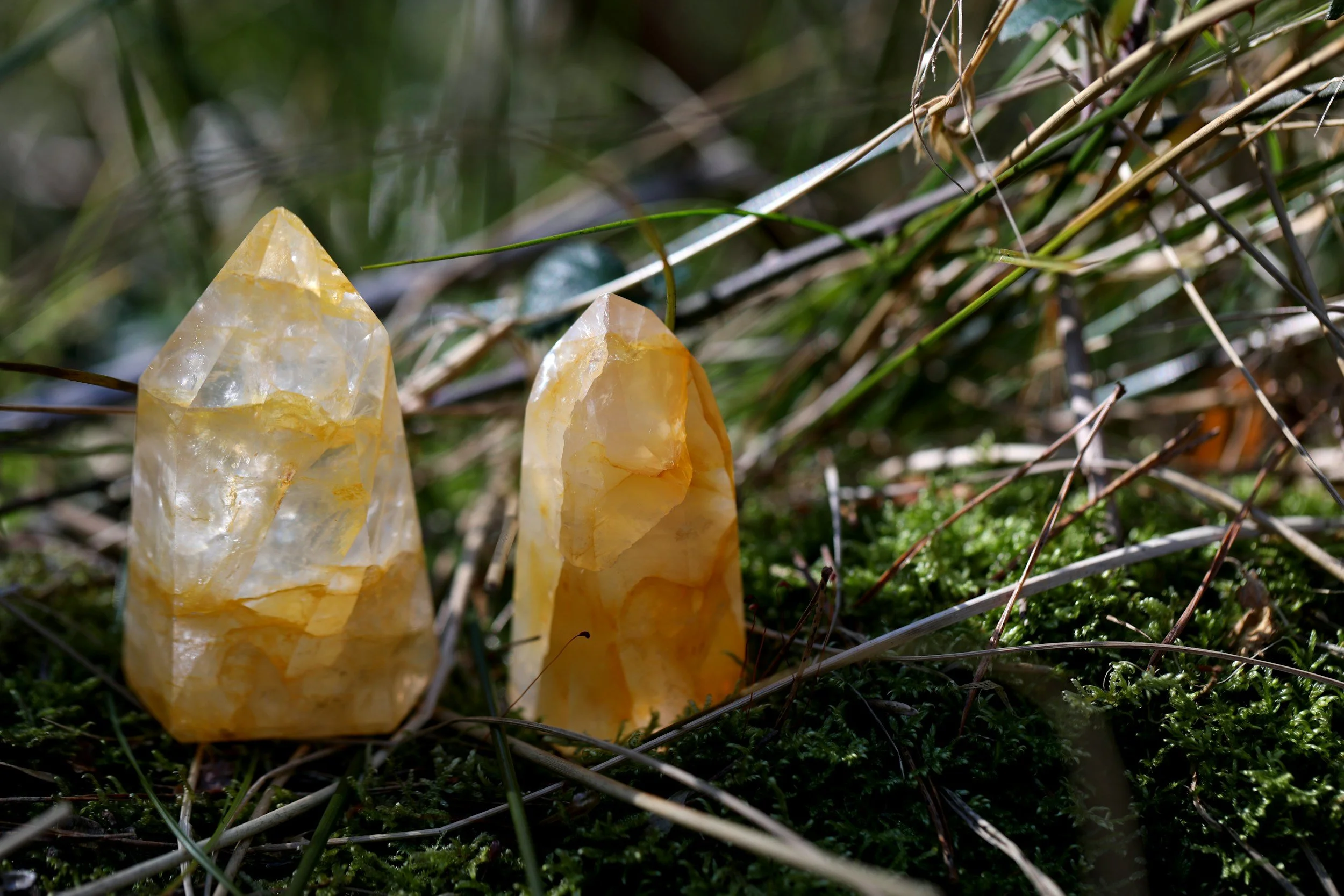 Two yellowish crystal points on green mossy ground among grass and twigs.