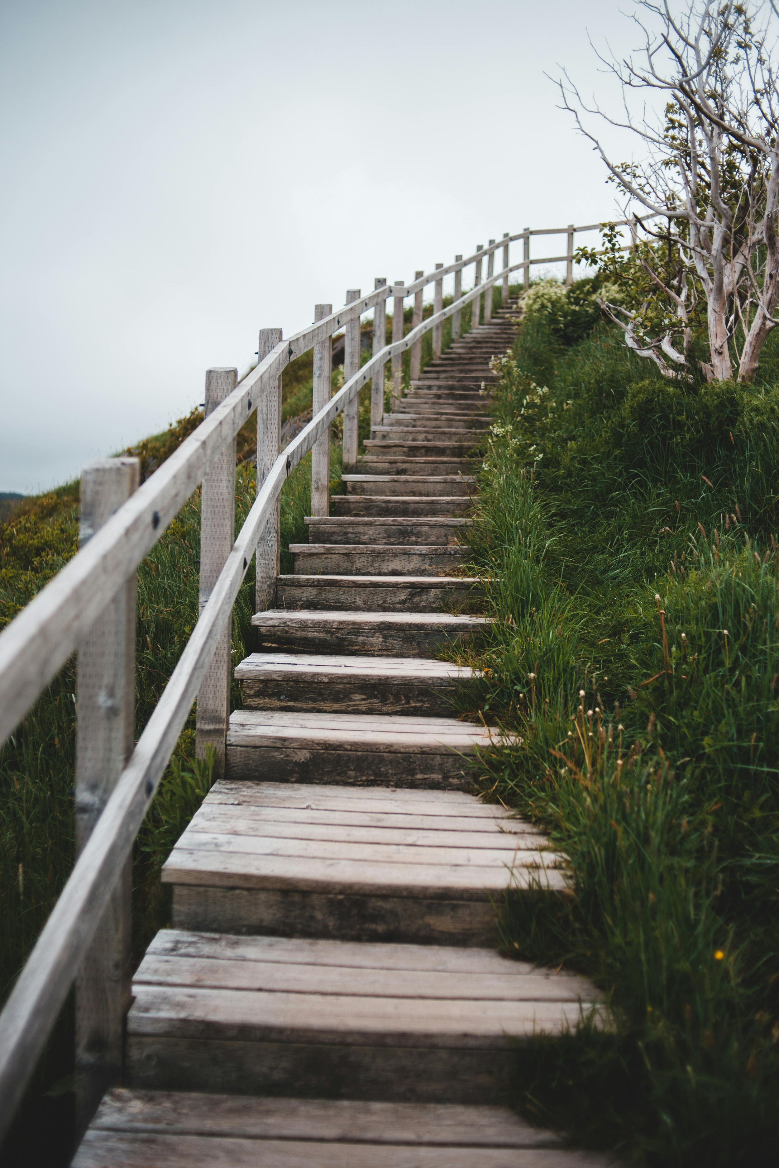 Wooden staircase ascending through grassy hillside with trees and a railing on the side