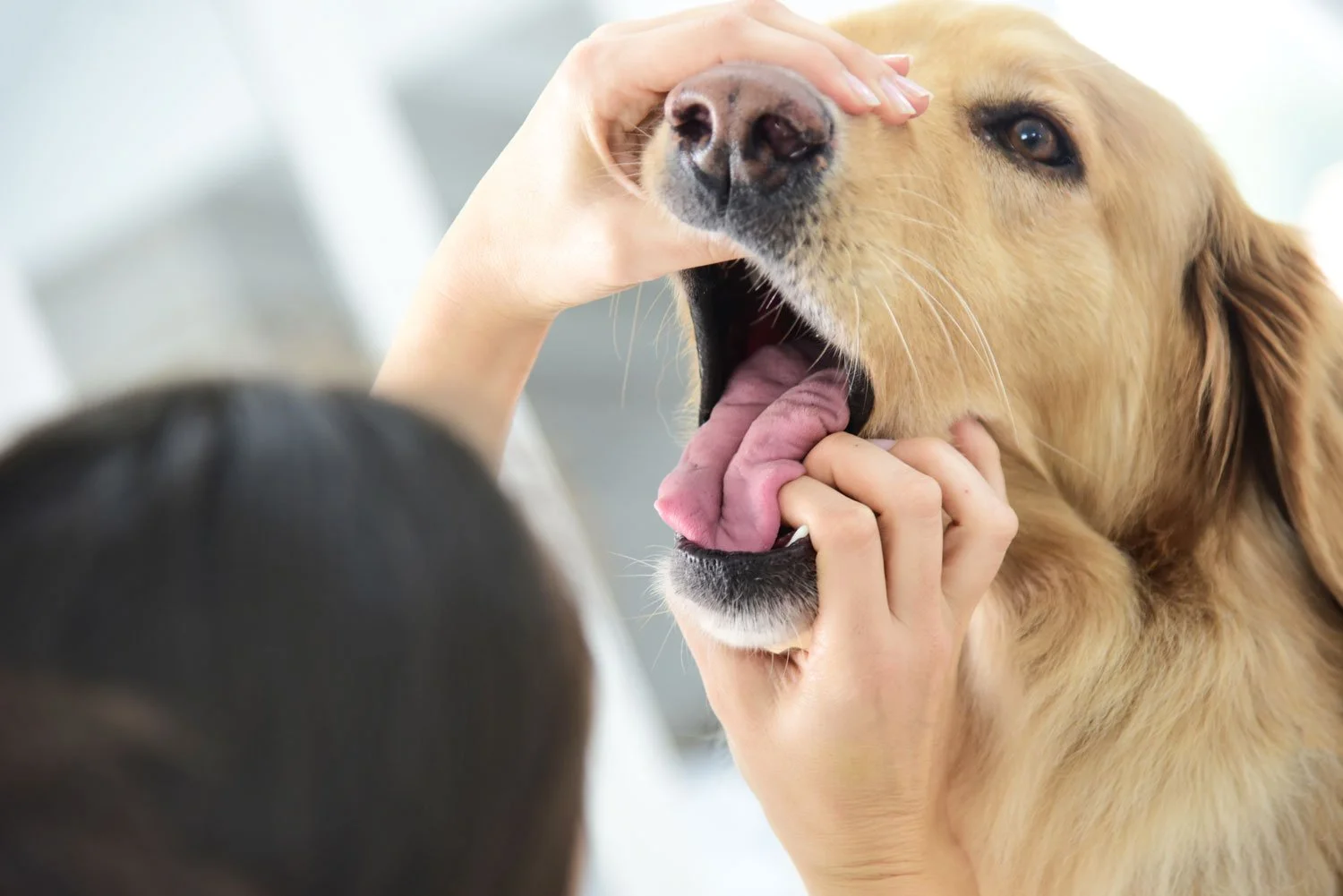 En hund med öppen mun och tunga som vilar på handen på en person, som håller hundens ansikte.