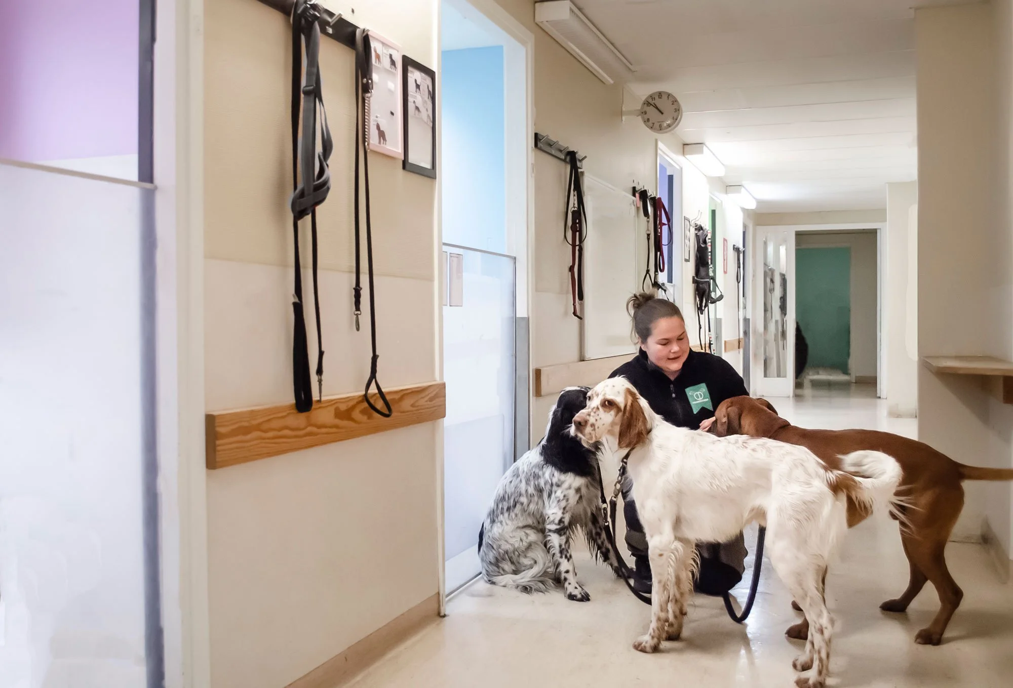 En person som sitter på golvet med fyra hundar i en korridor på ett djursjukhus eller hundpensionat, med hundhalsband och svalt, vitt tak och väggar.