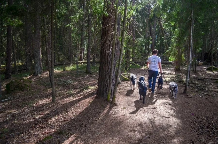 Välkomna till öppet hus på Danderyd hunddagis