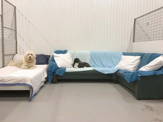 Lediga dagisplatser på Vallentuna hunddagis