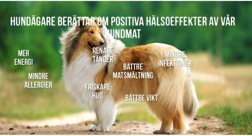 Tänk smart! Naturligt och mer glädje med Mush Barf