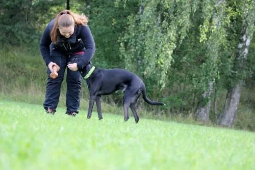 Aktiveringstimme på Danderyd hunddagis!
