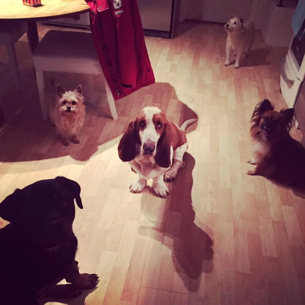 En mysig morgonTäby Hundcenter hundblogg