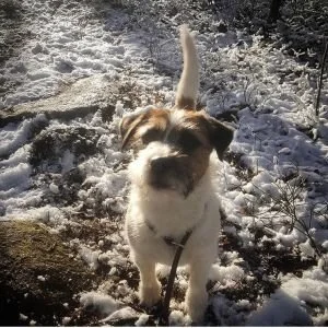 Changdobels - Vinter igen