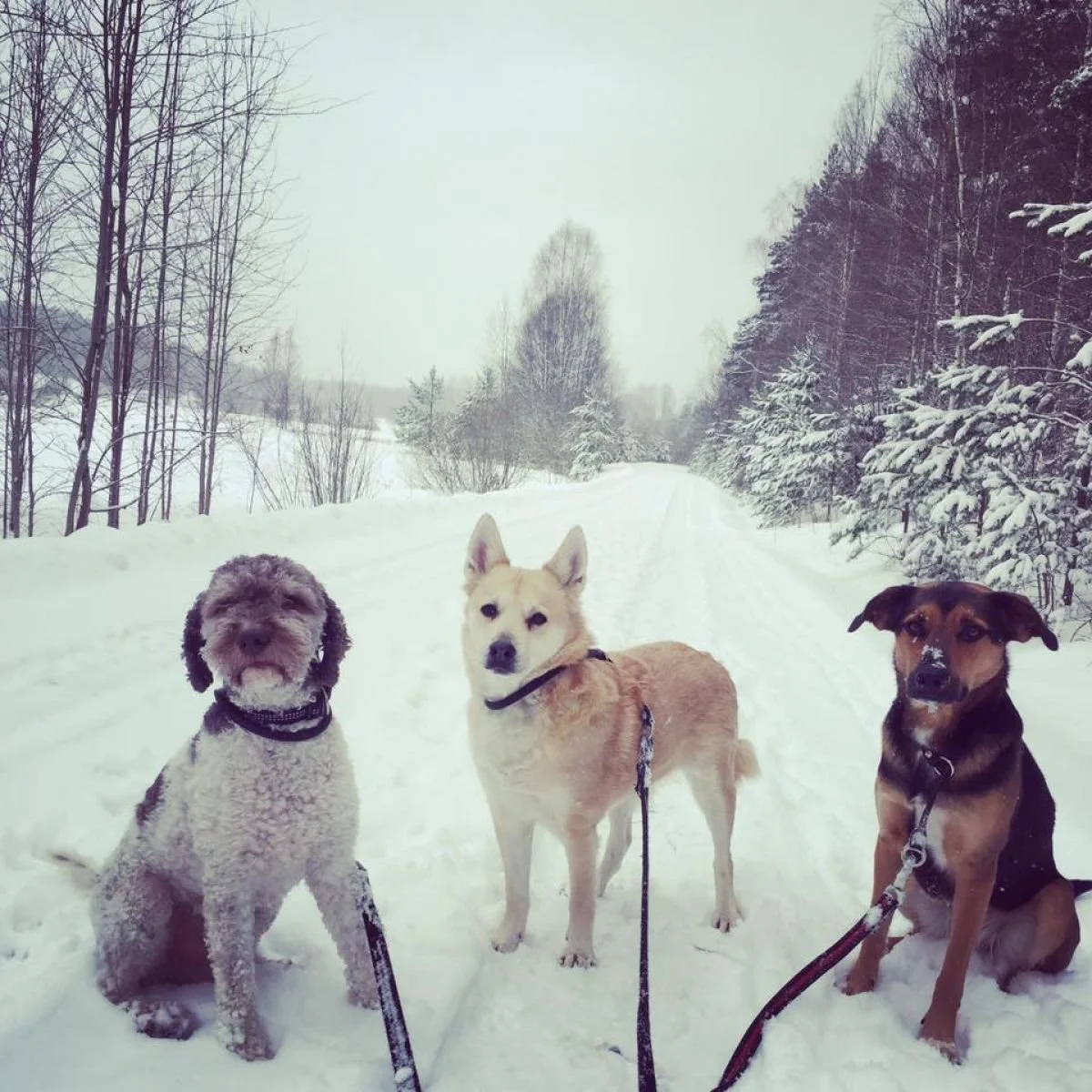 Changdobels - En skön dag ute i snön