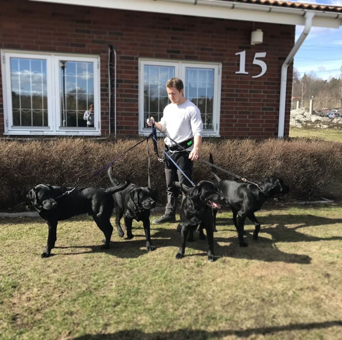 Träningstips till våra kära hunddagisgäster