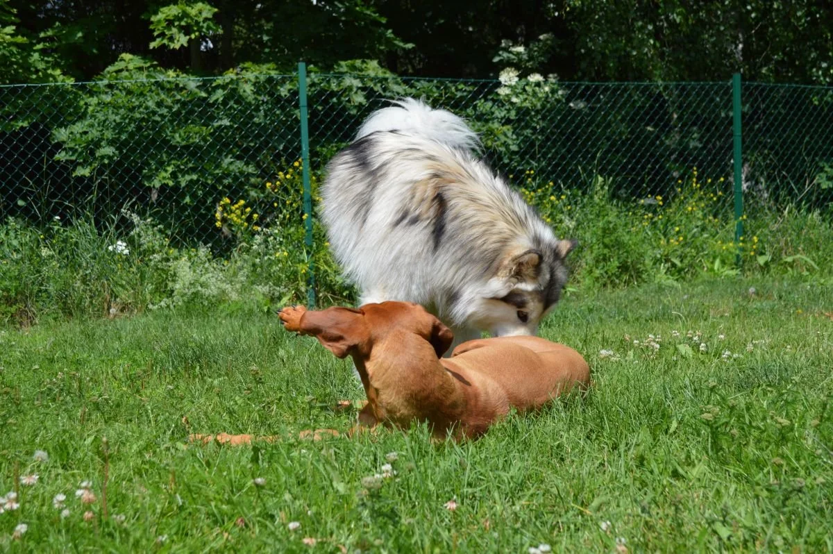 Bilder från Täby hundcenter 