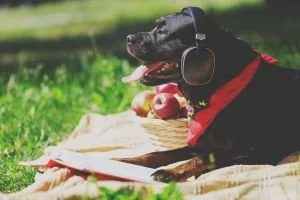 Tips på en bra hundpodcast!