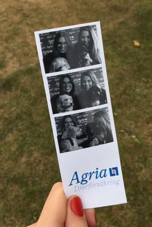 Tips inför helgen, Agrias hundpromenad för Hundstallet!