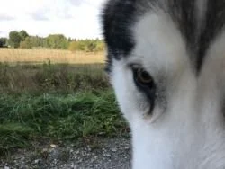 Bilder från Täby Hundcenter