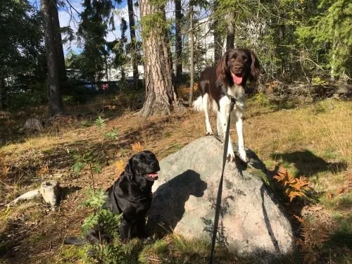 Träningstips för dig och din hund!
