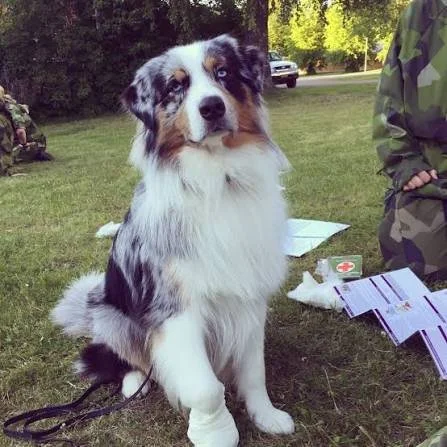 Lär dig göra hjärt och lungräddning på din hund!