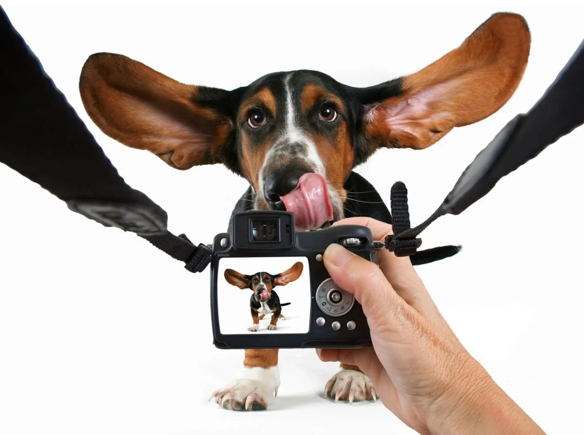 Porträtt-fotografering för hundarna!