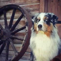 Bilder från fotograferingen