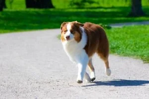 En vanlig dag på hunddagis