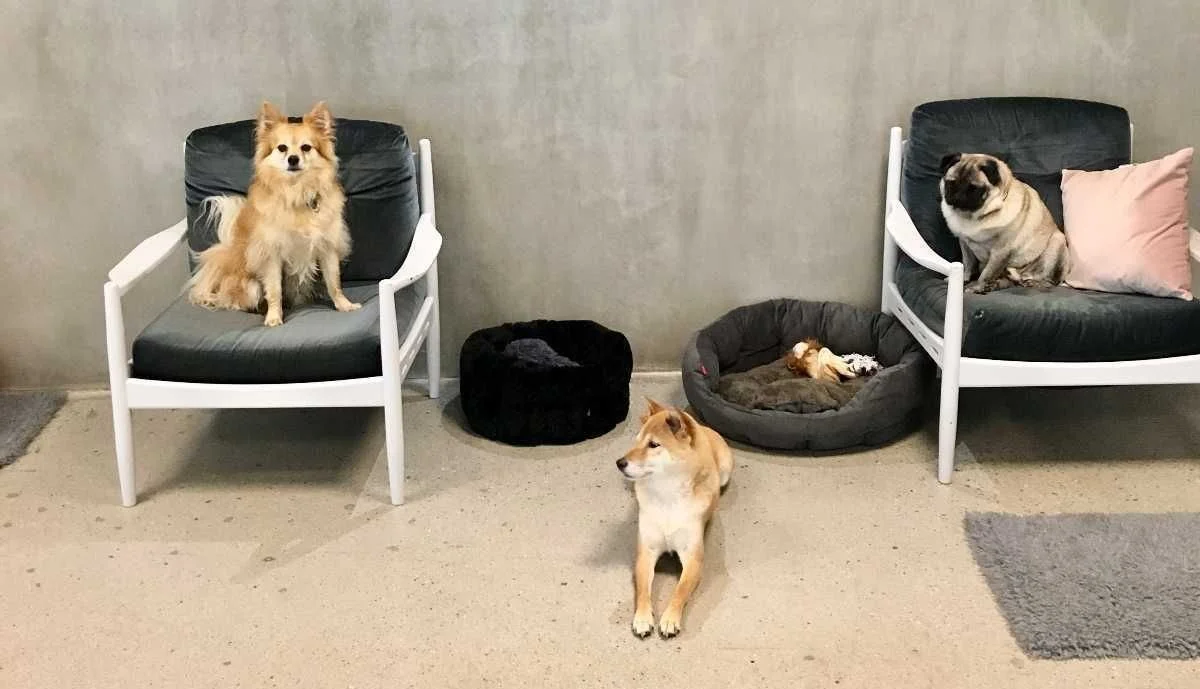 Hundlyx på Gärdet Hunddagis