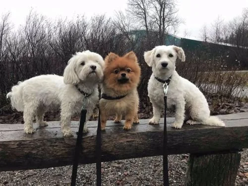 Fina hundbilder från oss på Danderyd hunddagis!