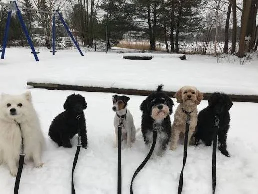 Bilder från våra hundpromenader vecka 4!