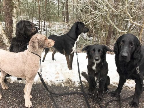 Bilder på hundarna Danderyd hunddagis Vecka 11
